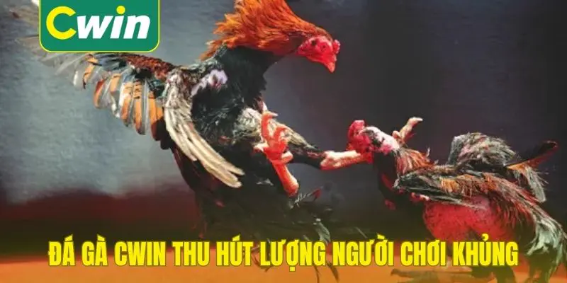 Đá gà Cwin thu hút lượng người chơi khủng